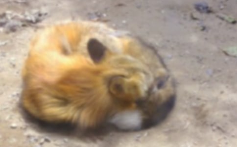 狐狸和公鸡的寓言故事(通用16则)