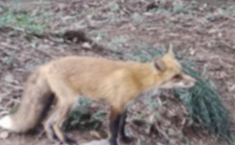 《再被狐狸骗一次》读后感汇编15篇