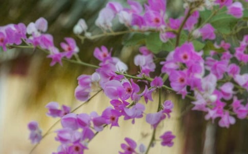 《花朵》教案