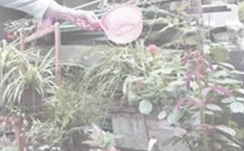 过期牛奶可以浇花吗