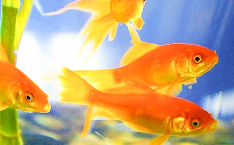 金鱼吊兰不开花该怎么解决