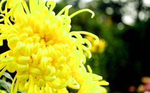 野菊花阅读与答案