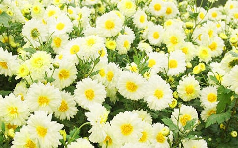 2023年通用形容菊花的句子21条