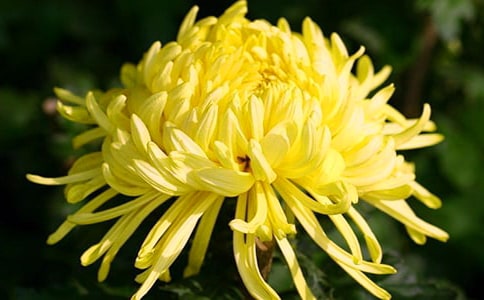 小班美术菊花教案