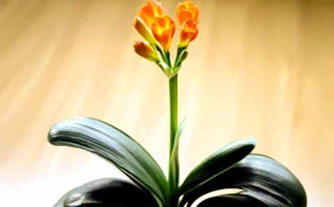 君子兰开花后该怎么处理