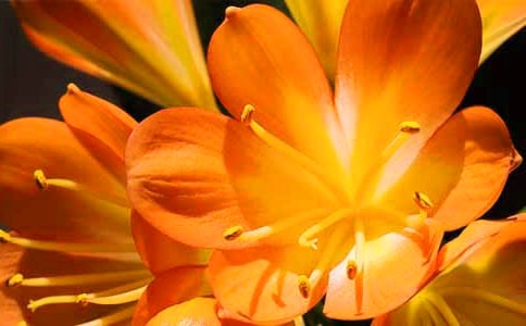 君子兰怎么养才能开花?
