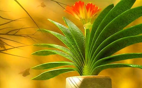 君子兰什么时候开花啊