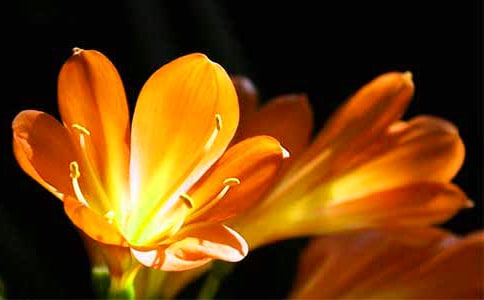 君子兰什么时候开花以及不开花的原因