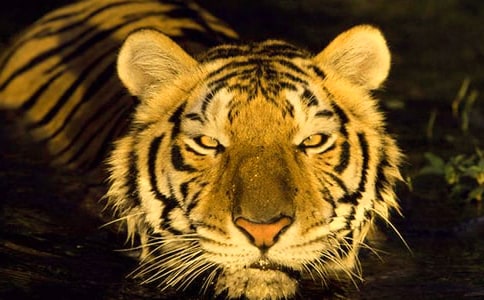 《一只窝囊的大老虎》教学反思范文(精选10篇)
