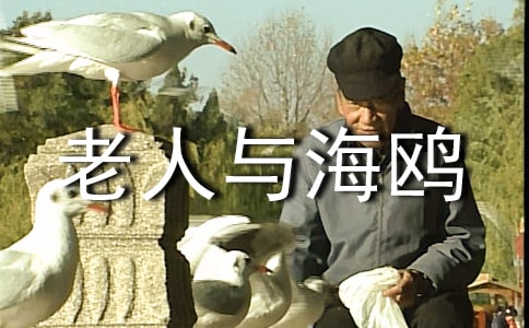 如何写老人与海鸥教学反思
