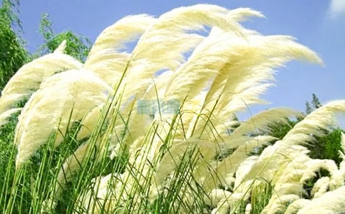 橡树和芦苇寓言故事