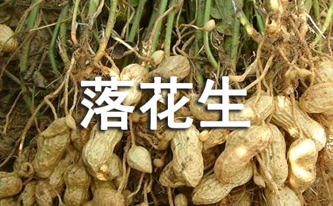 读《落花生》有感