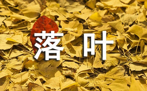 新教案中班语言《落叶飘飘》含反思(精选12篇)