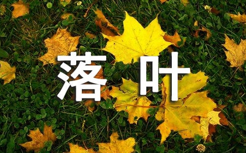 2024年精选形容落叶的句子12句