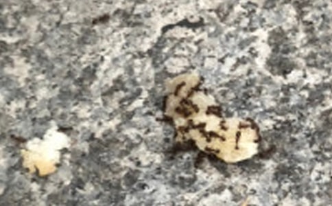 小班健康教案《蚂蚁运粮》