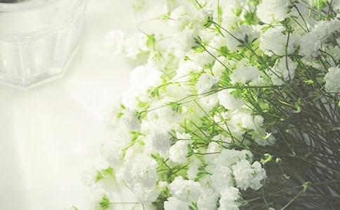 满天星什么时候才开花