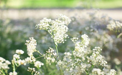 蓝色满天星的花语是什么