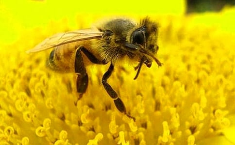 蜜蜂课后教学反思《蜜蜂》的课后反思