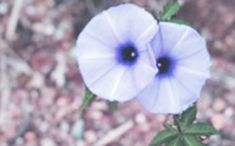 牵牛花手工折纸步骤