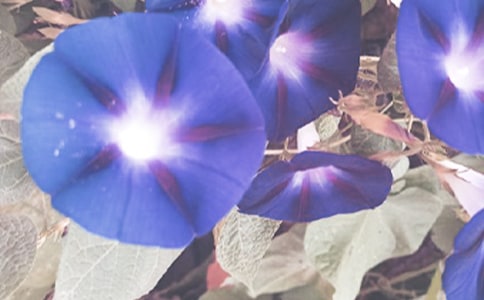 《牵牛花》教案
