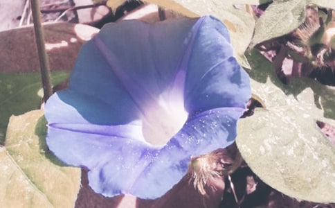 《牵牛花》大班教案