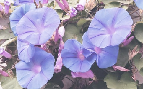 牵牛花的简单折法