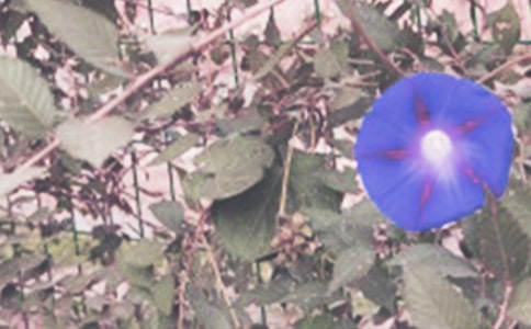 简单牵牛花折法图解