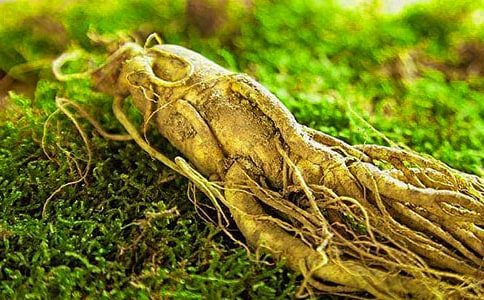 怎样辨别人参的好坏