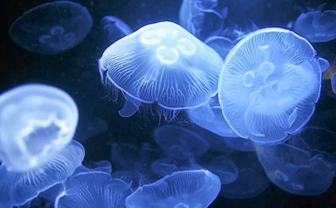 张家口水母宫导游词