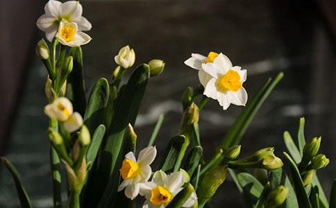 水仙在什么季节开花