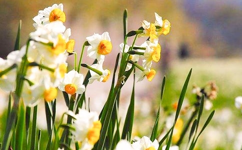 水仙花花语是什么