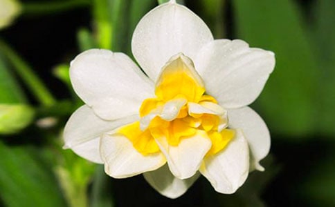 水仙花开花后怎么养?