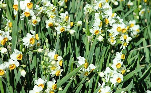 水仙花开花后怎么处理
