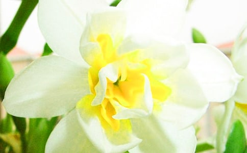 水仙花为什么不开花