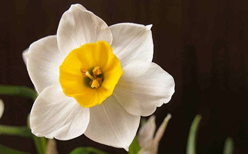 水仙花开花后怎么水养