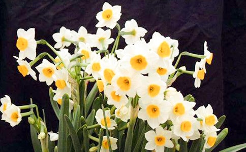 水仙花开花的时间
