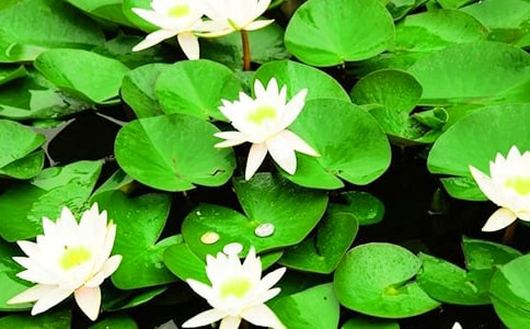 睡莲怎么养殖