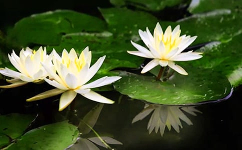 大班睡莲花开教案(6篇)