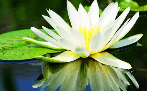 大班科学睡莲花开教案反思
