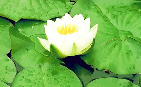 睡莲开花时间是什么时候