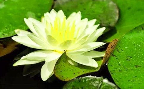 睡莲一般在什么时候开花