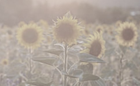 手工制作乡村布艺太阳花教程