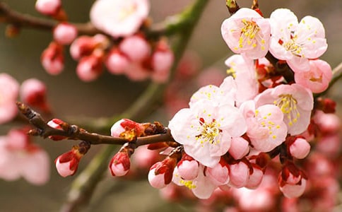 三月桃花水阅读答案