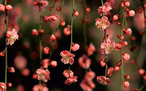 桃花源导游词