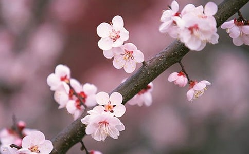 深圳三月踏青赏桃花好去处范文
