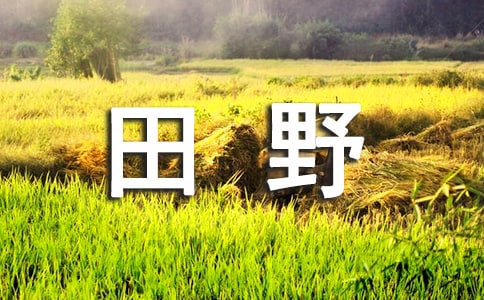 《我们的田野》教案