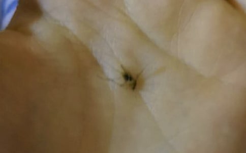 读分一些蚊子进来有感