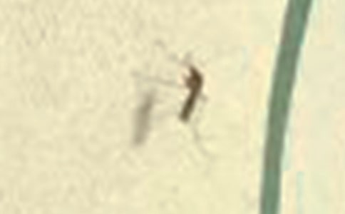 被蚊子咬了怎么处理