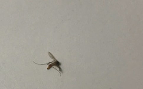 宝宝被蚊子叮出包要怎么处理