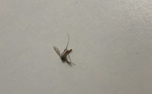 宝宝被蚊子咬了的处理方法
